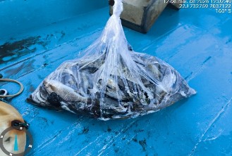 Amostra de ictiofauna coletada